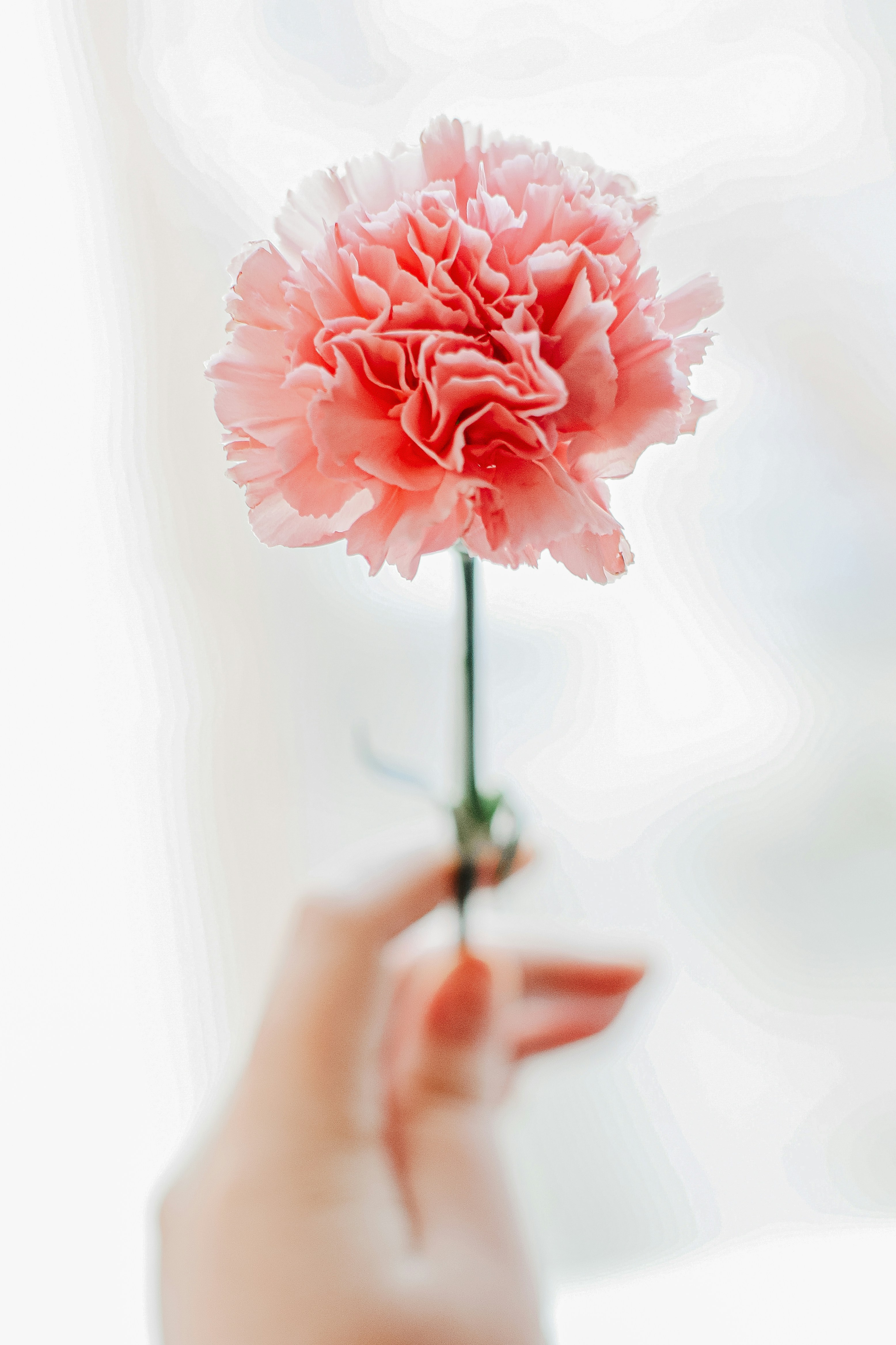 carnation