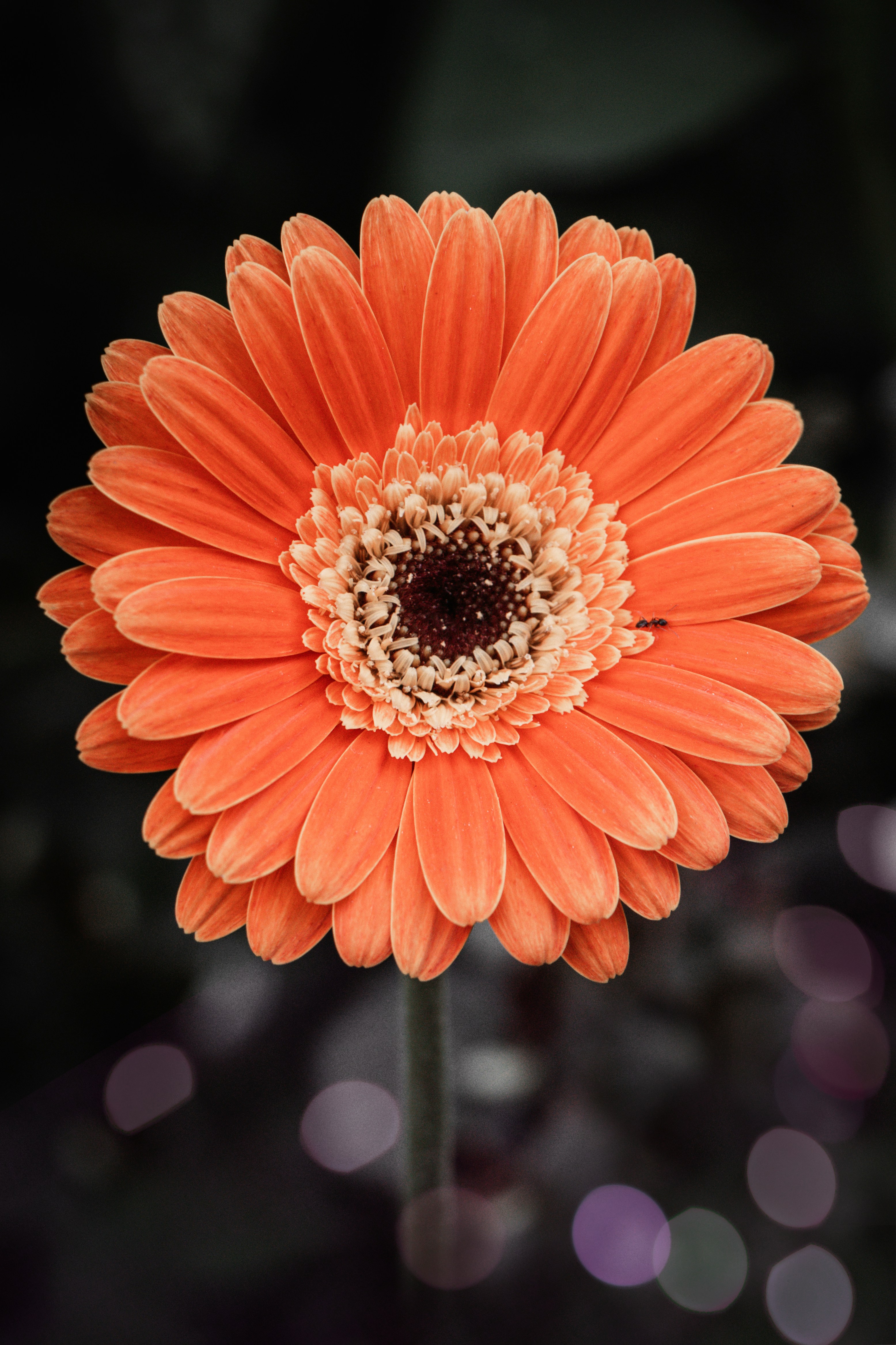 gerberas
