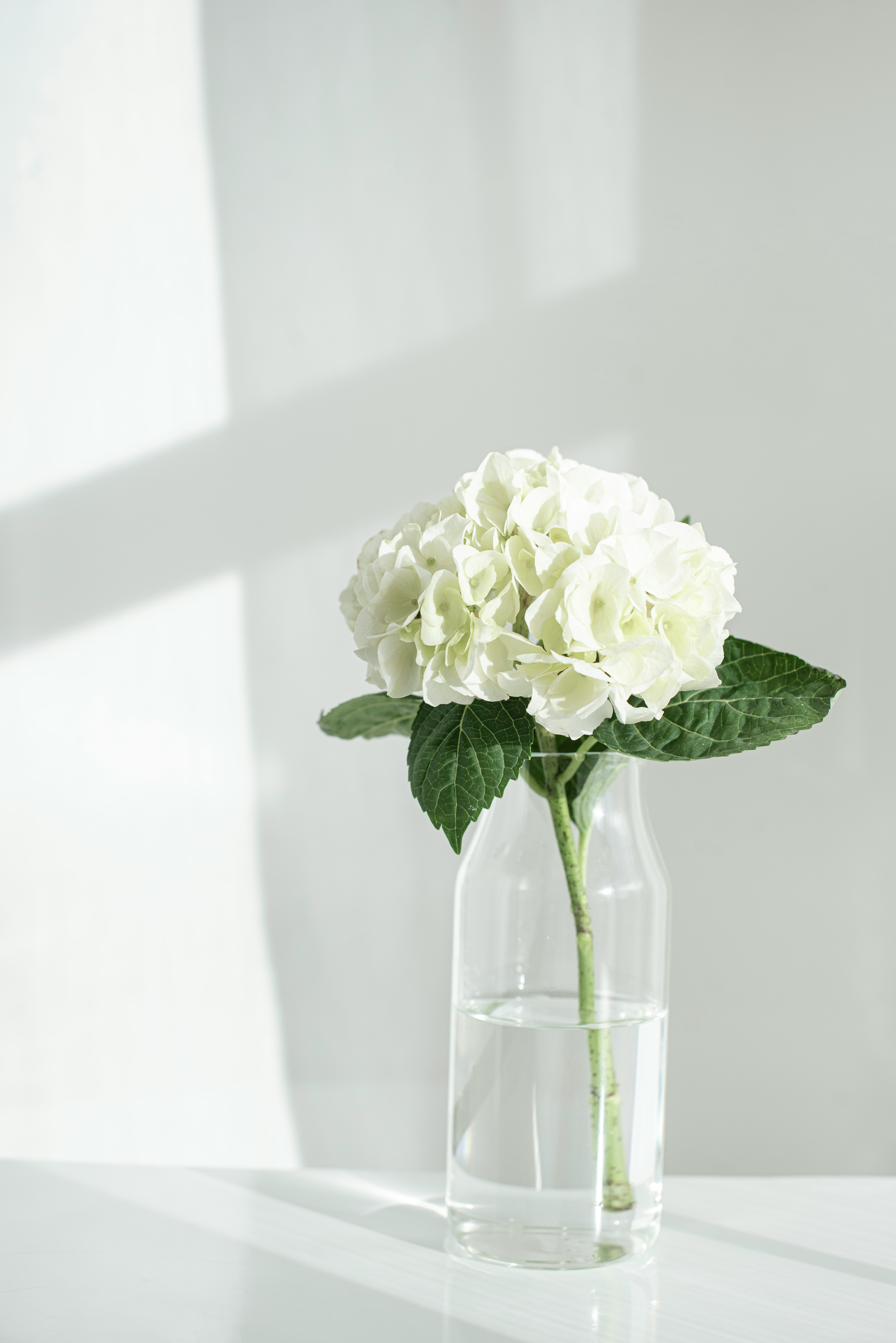 hydrangea