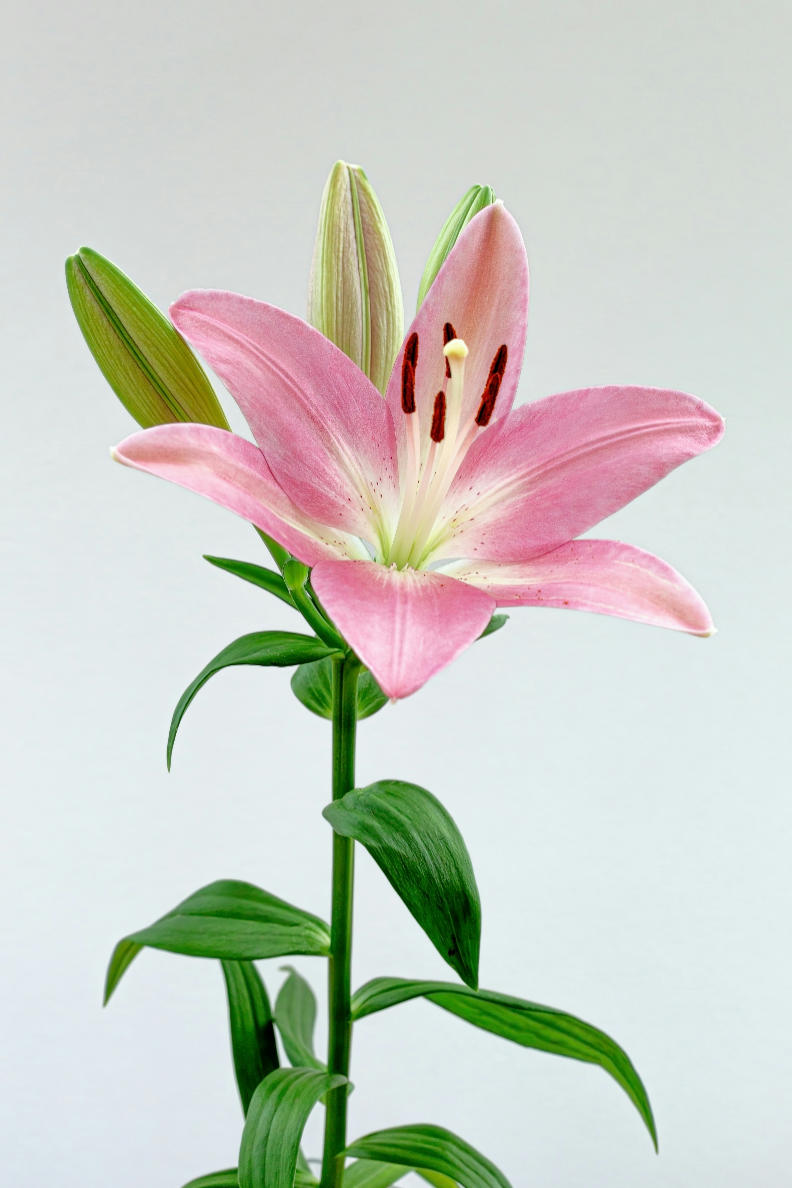 lily