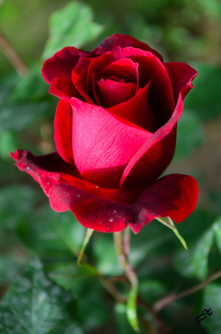 rose